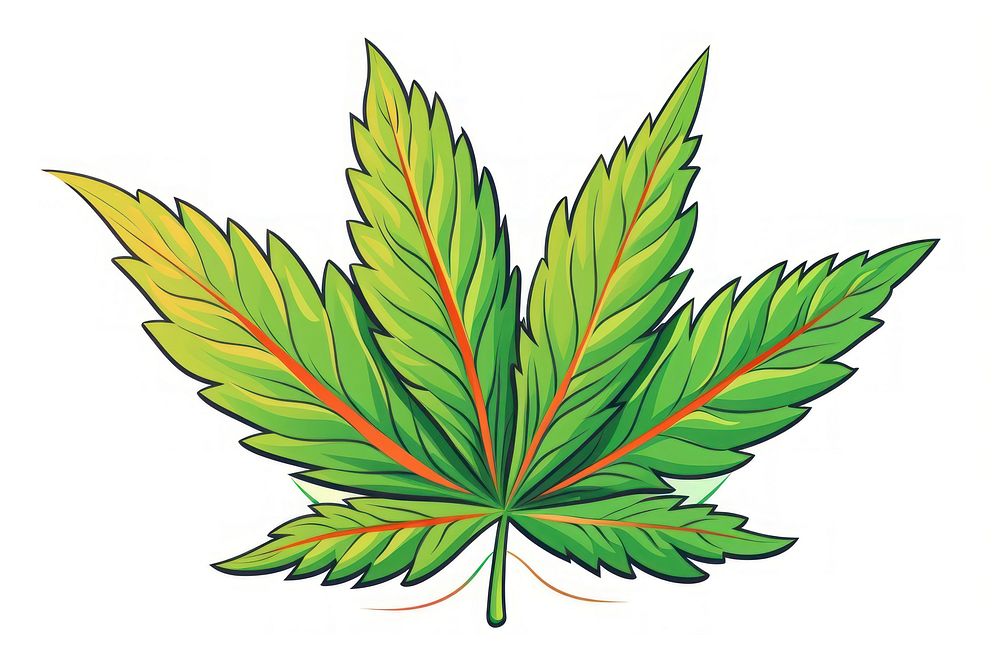 Cannabis plant leaf white background.