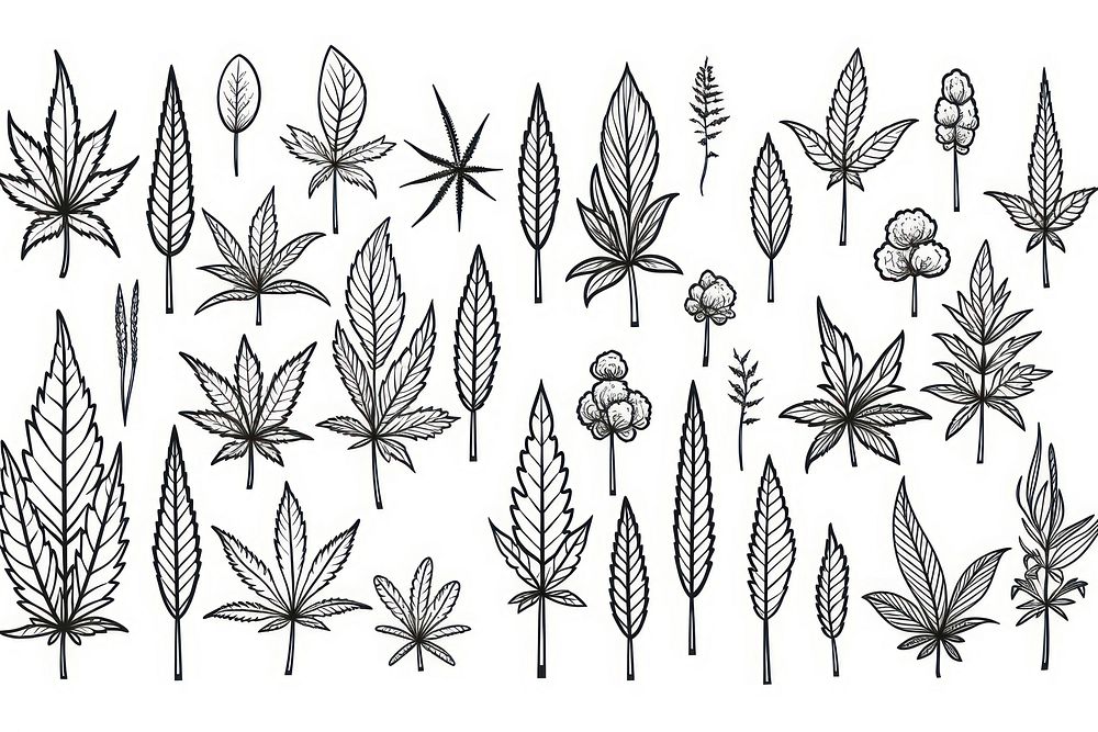 Cannabis backgrounds pattern drawing.
