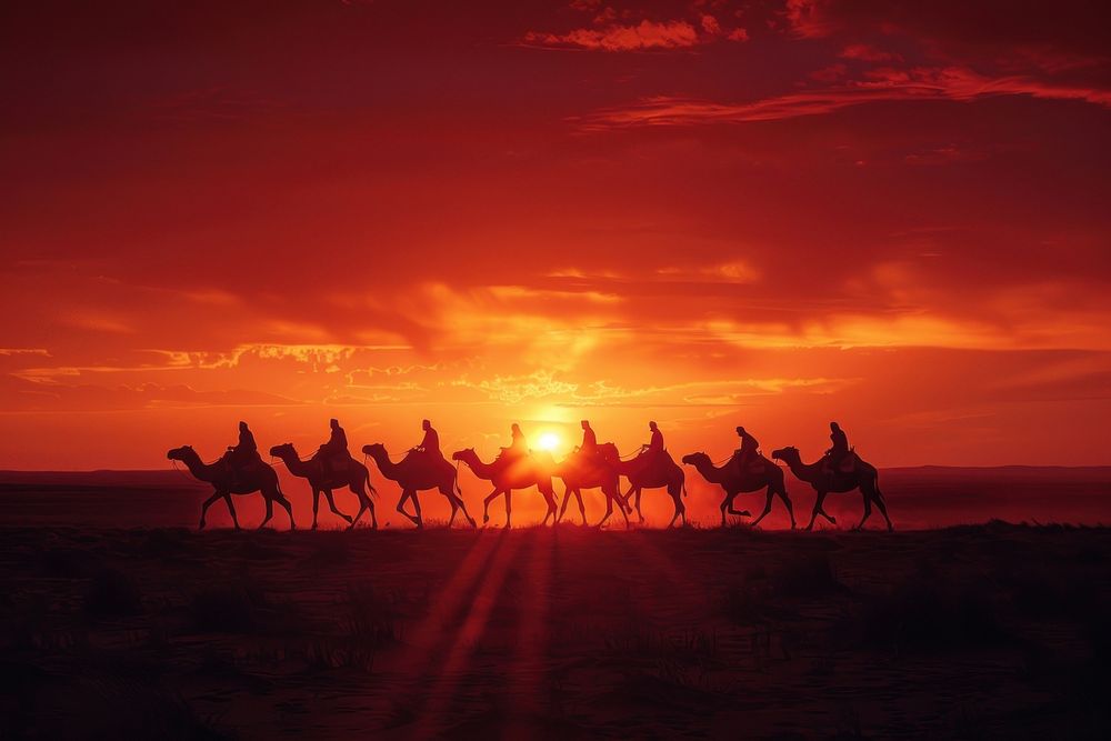 Camels riding at sunset silhouette outdoors nature.