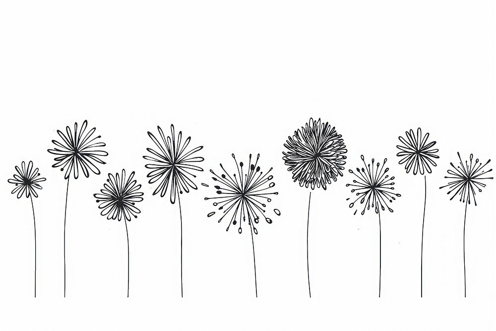Divider doodle boder fireworks dandelion drawing flower.