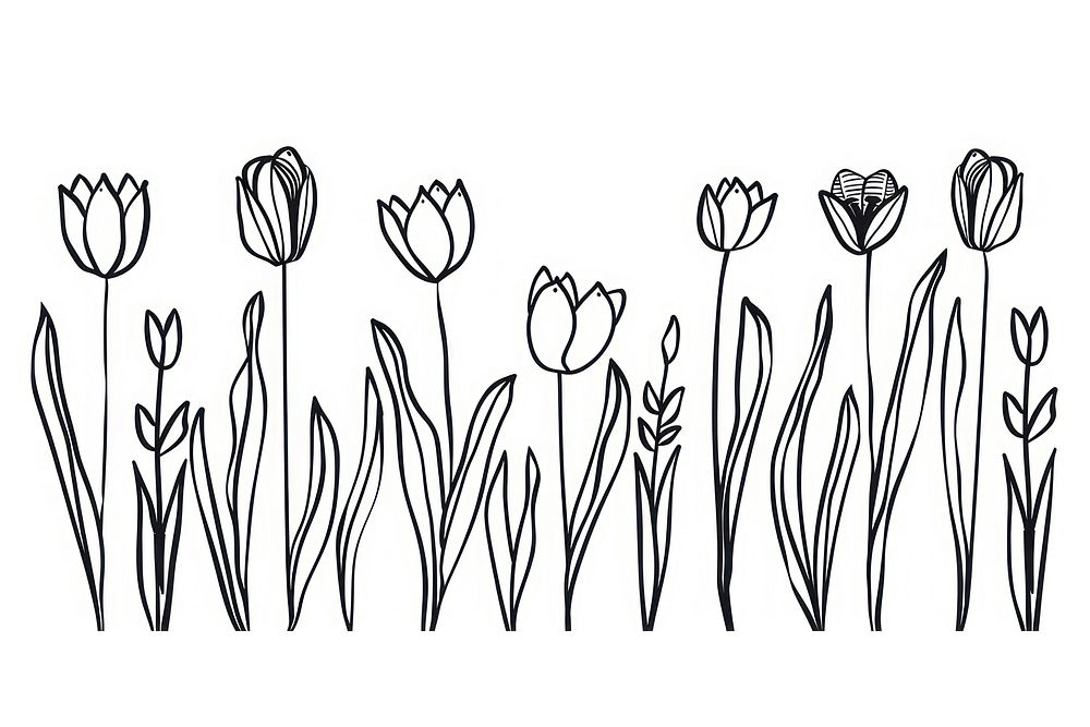 Divider doodle boder tulip drawing flower sketch.