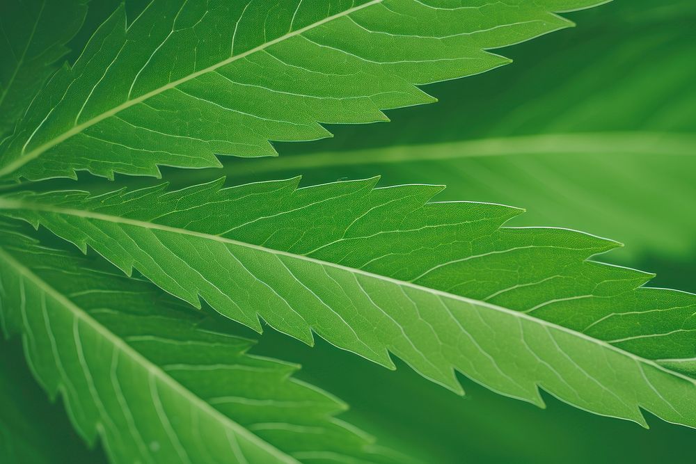 Cannabis leaf plant green backgrounds.