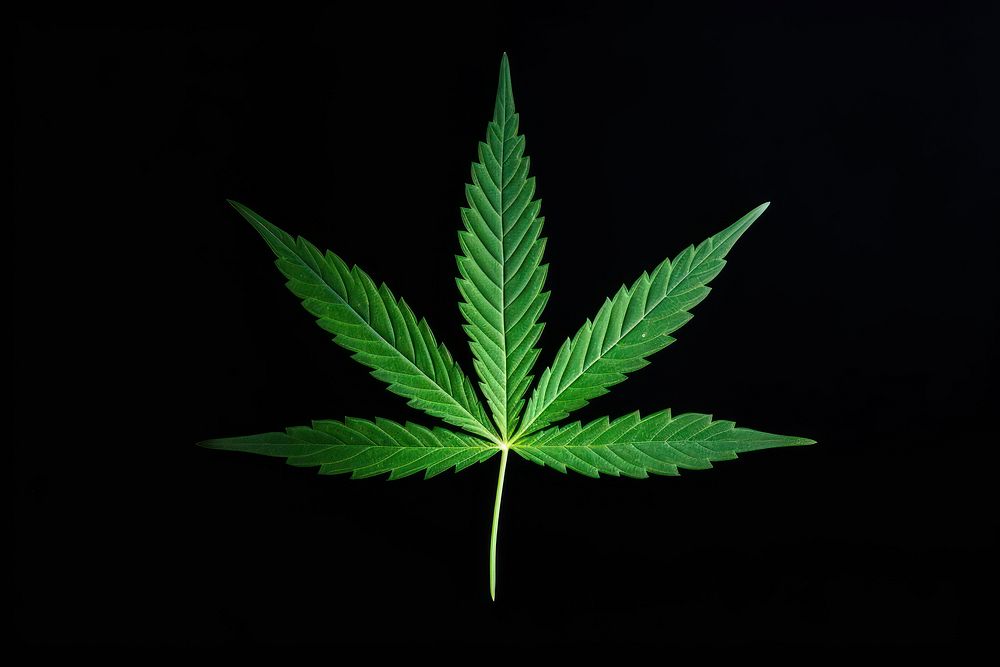Cannabis leaf plant darkness narcotic.