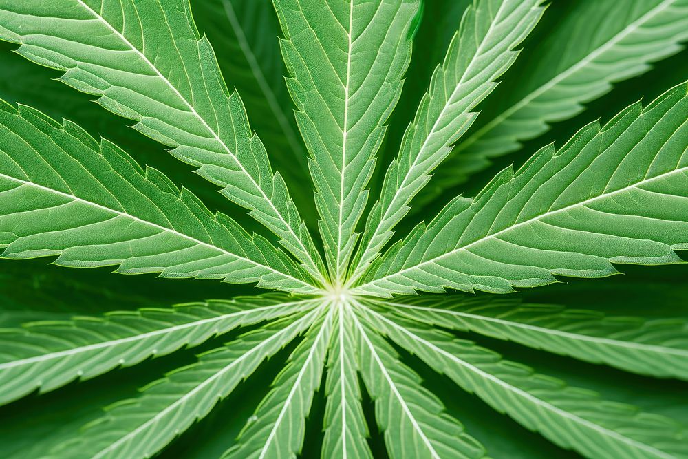 Cannabis leaf plant backgrounds fragility.