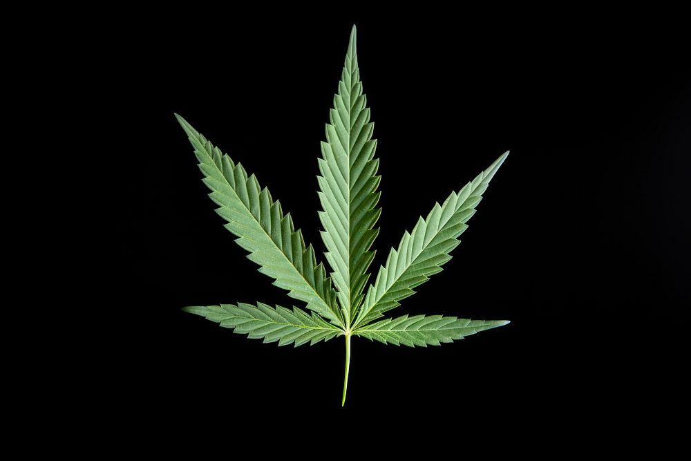 Cannabis leaf plant darkness medicine.