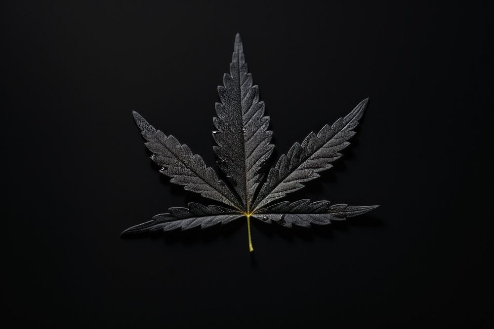 Cannabis leaf plant black chandelier.