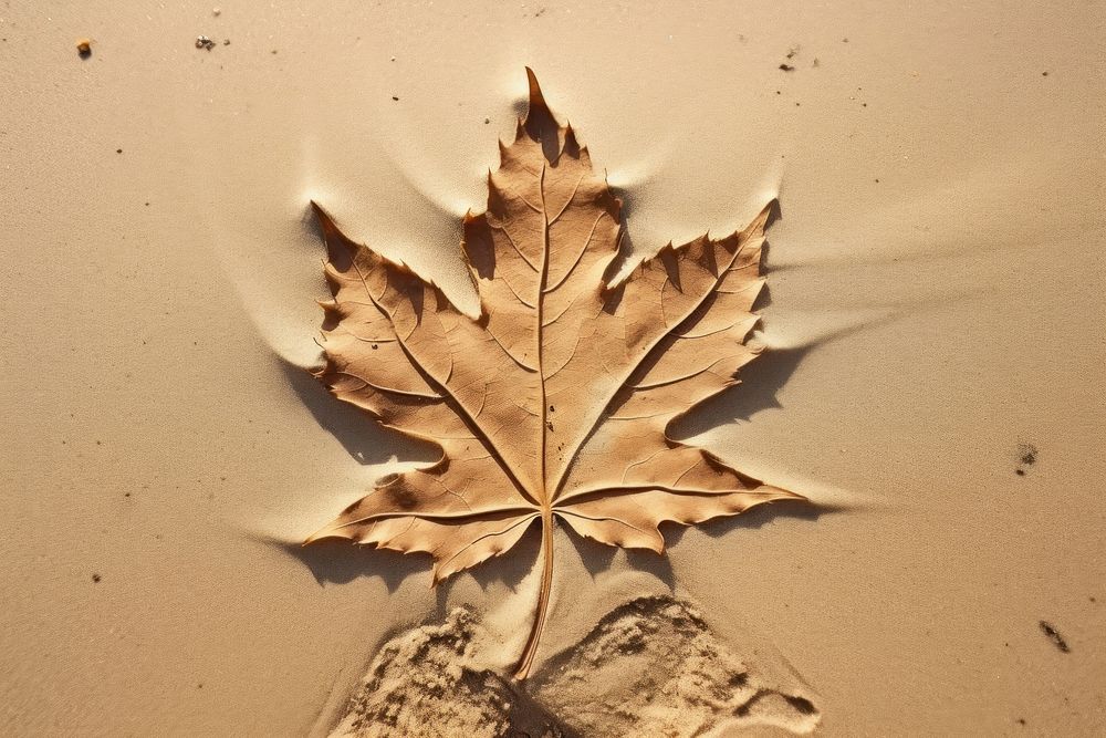 Shape doodle finger-drawing leaf maple plant.