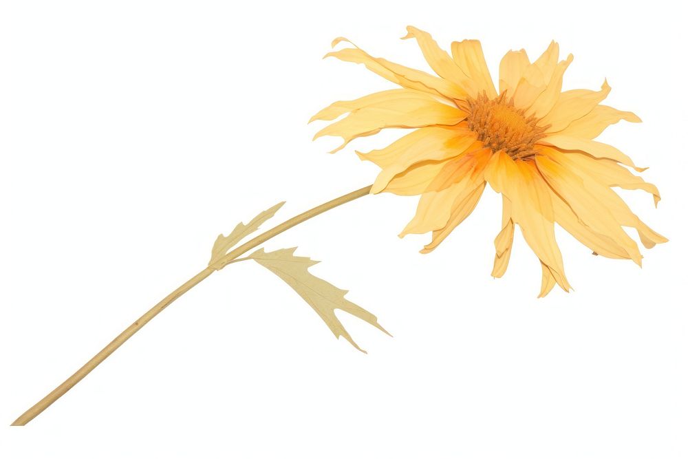 Dried flower asteraceae sunflower blossom.