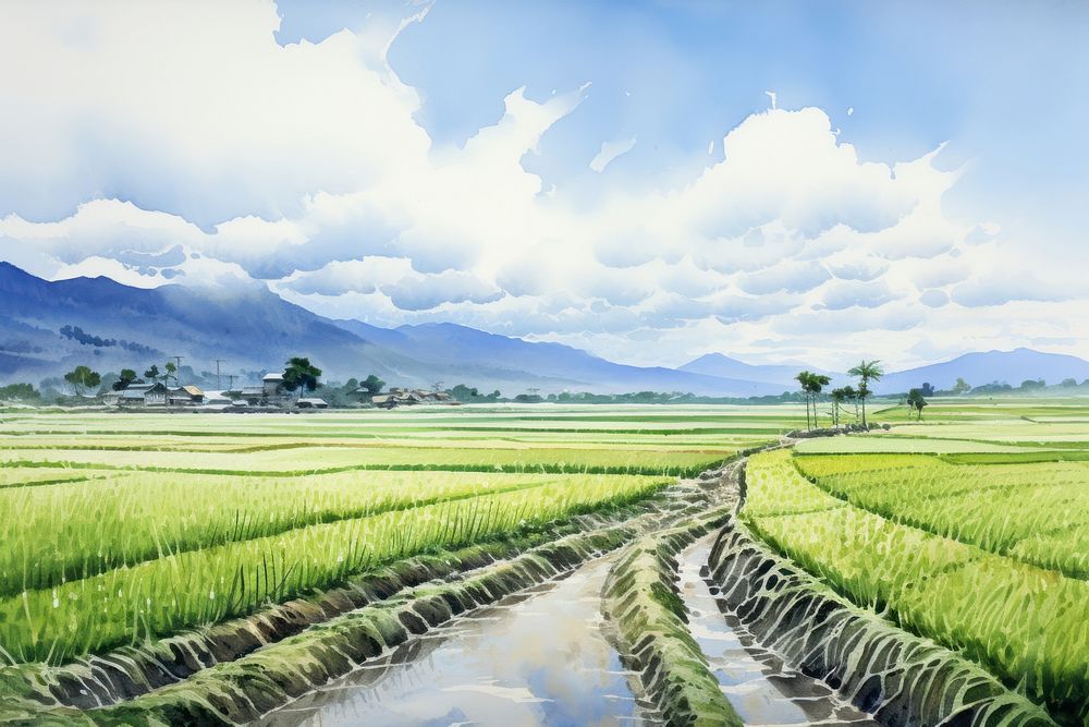 Rice field transportation countryside agriculture.