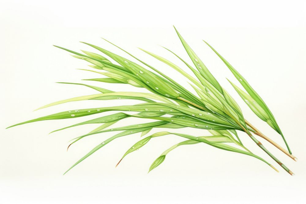 Rice agropyron grass plant.