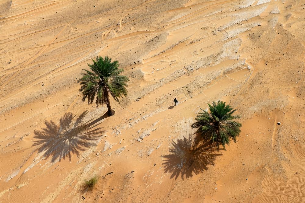 Person traveling desert person vegetation.