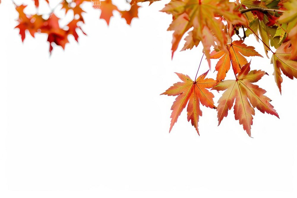 Maple leaves tree plant leaf.