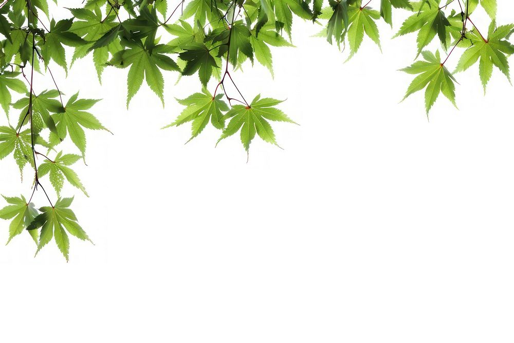 Maple leaves tree herbal plant.