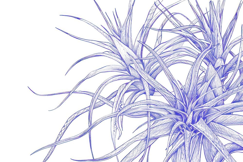 Vintage drawing air plant leaves illustrated accessories accessory.