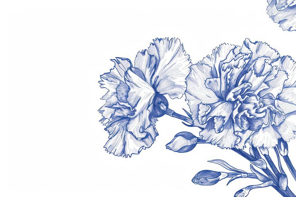 Vintage drawing carnation flowers illustrated blossom sketch.