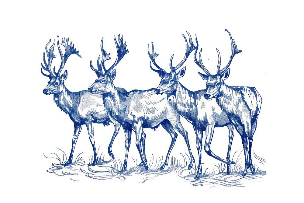 Vintage drawing deers illustrated wildlife antelope.