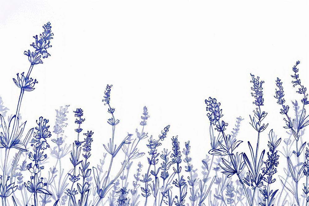 Vintage drawing lavender flowers illustrated blossom sketch.