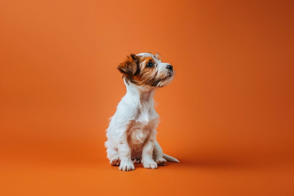 Puppy side portrait animal canine mammal.