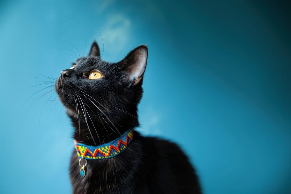 Happy black cat accessories accessory animal.