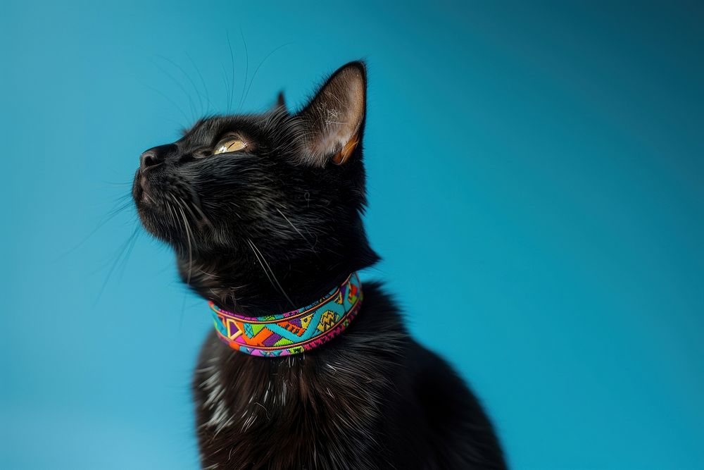 Happy black cat collar accessories accessory.