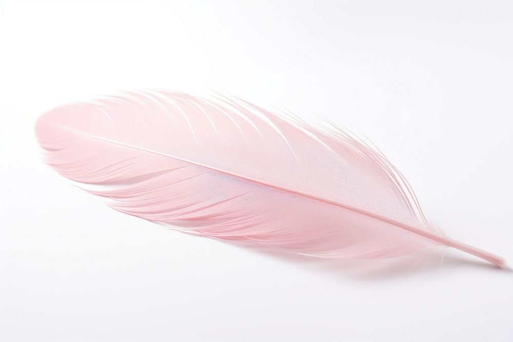 Pastel pink feather white background lightweight accessories.