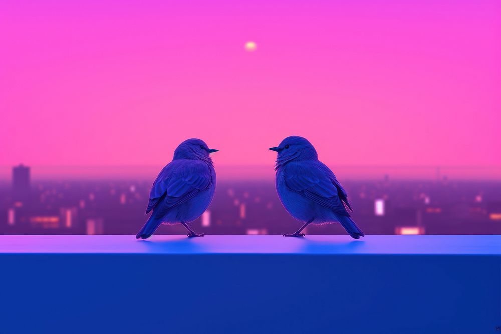 A couple bird outdoors animal purple.