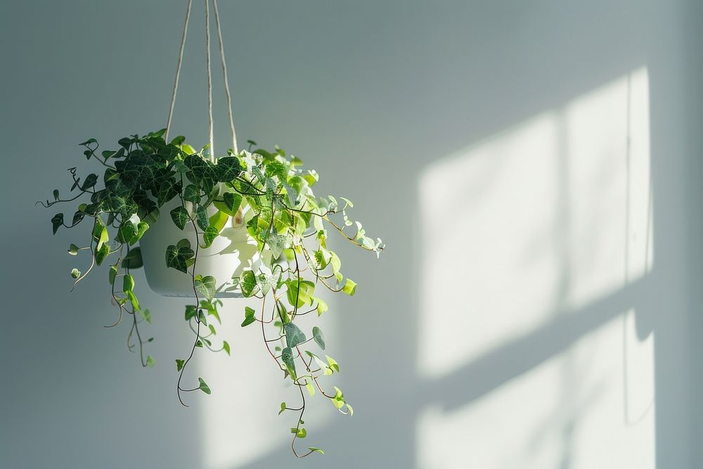 Creeping fig plants hanging potted plant decoration.