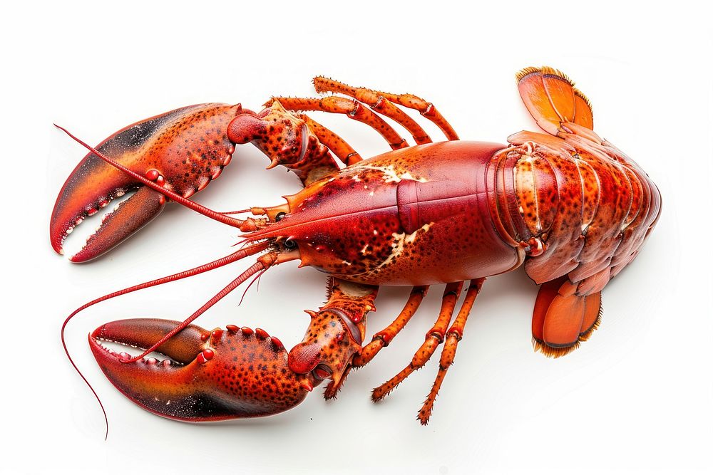 Cooked lobster seafood animal white background.