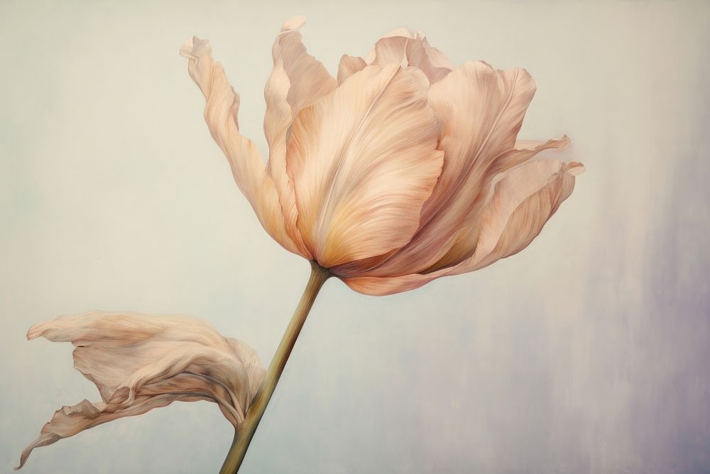 Close up on pale dried tulip flower painting blossom person.