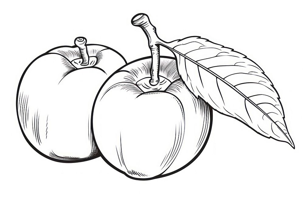 Persimmon illustrated produce drawing.