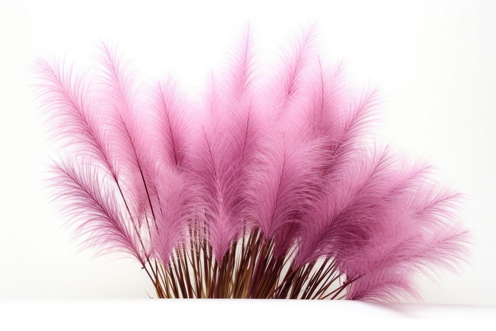 Fountain grass accessories accessory fireworks.