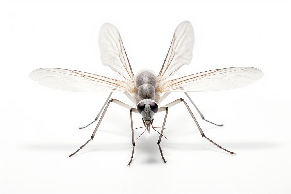 Gnat invertebrate mosquito asilidae.