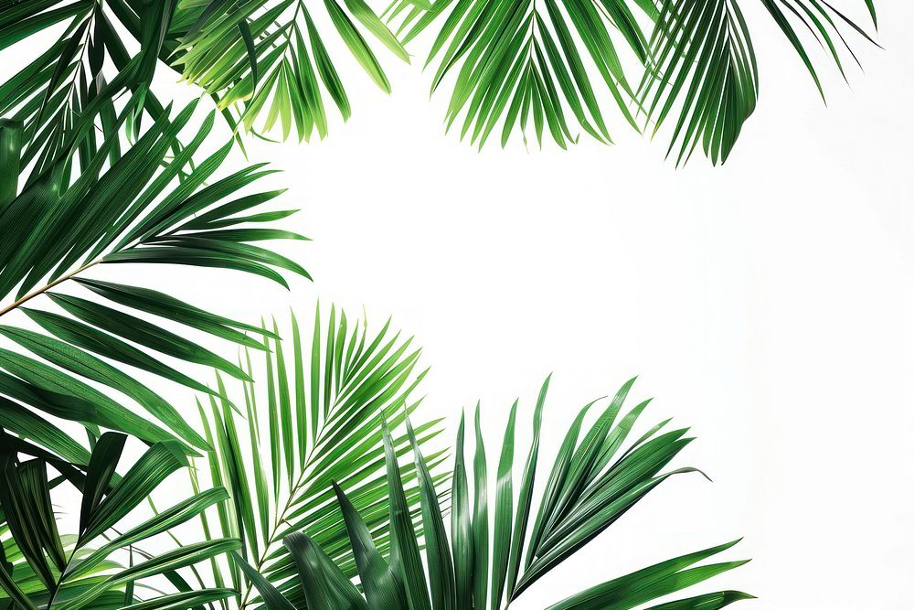 Palm tree leaves vegetation rainforest arecaceae.