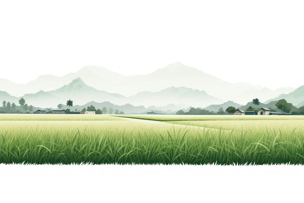 Rice field agriculture countryside landscape.