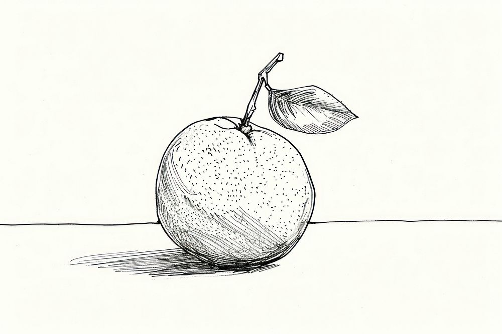 Orange drawing fruit illustrated.