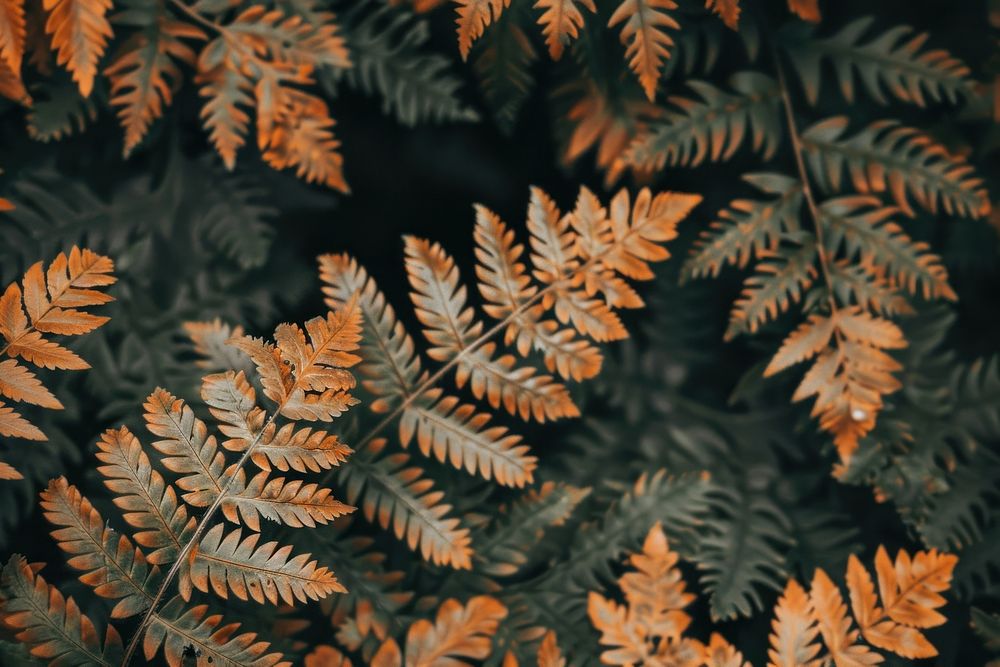 Fern backgrounds outdoors nature.