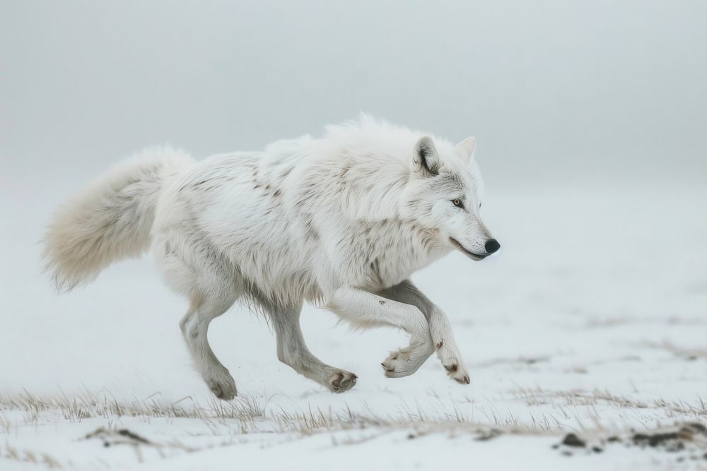 Arctic wolf running in landscape winter animal canine mammal.