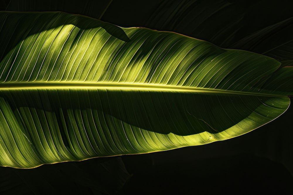 Photo of a banana leaf plant green.