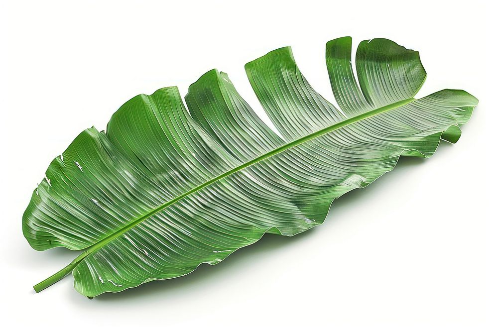 Photo of a banana leaf plant fern.