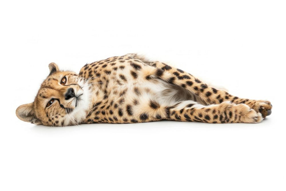 Cheetah cat lying on back wildlife animal mammal.