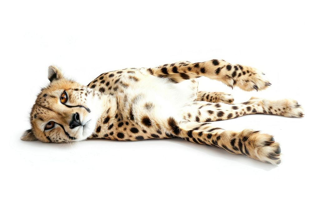 Cheetah lying on back wildlife animal mammal.