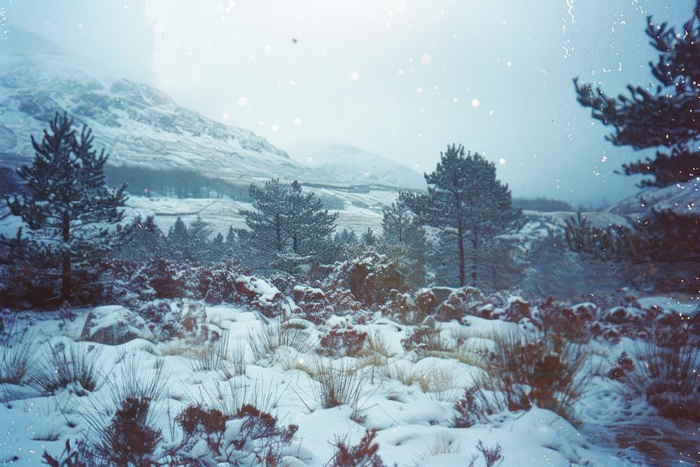 Scotland landscape in winter vegetation livestock outdoors.