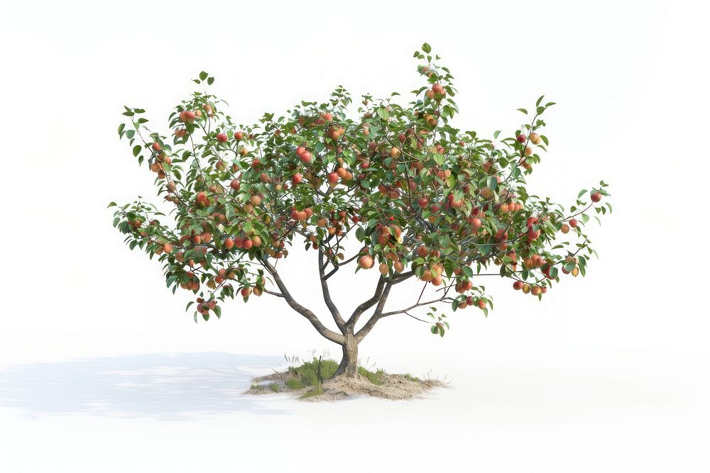 Apple tree produce bonsai plant.