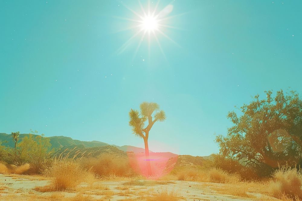Desert landscape outdoors sunlight.