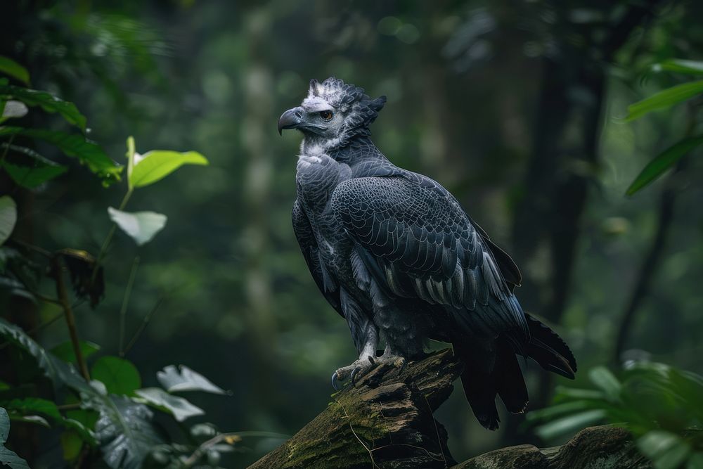 Harpy Eagle wild animals in Amazon rainforest vegetation outdoors vulture.