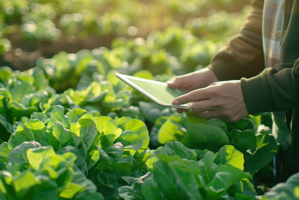 Man hands holding tablet vegetable produce person.