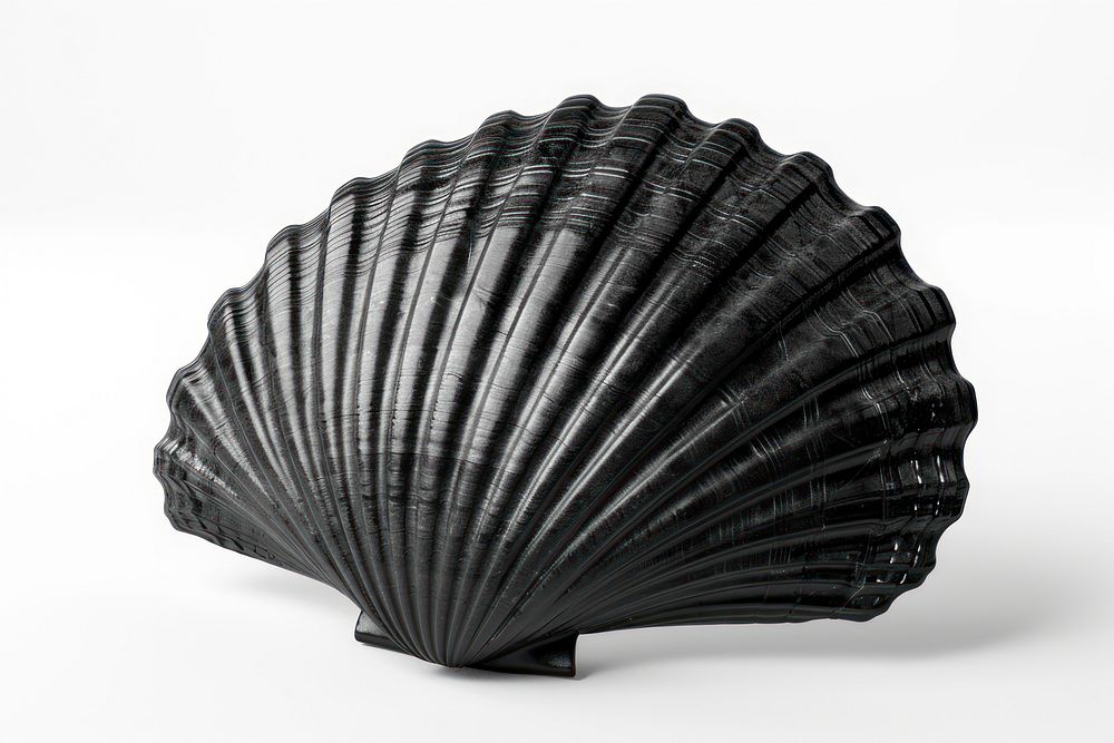Seashell black clam white background.