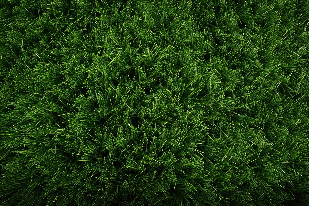 Green grass texture vegetation outdoors.