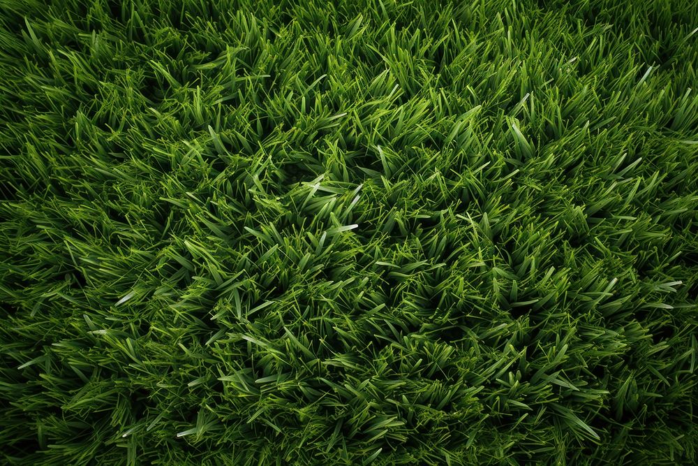 Green grass vegetation texture plant.