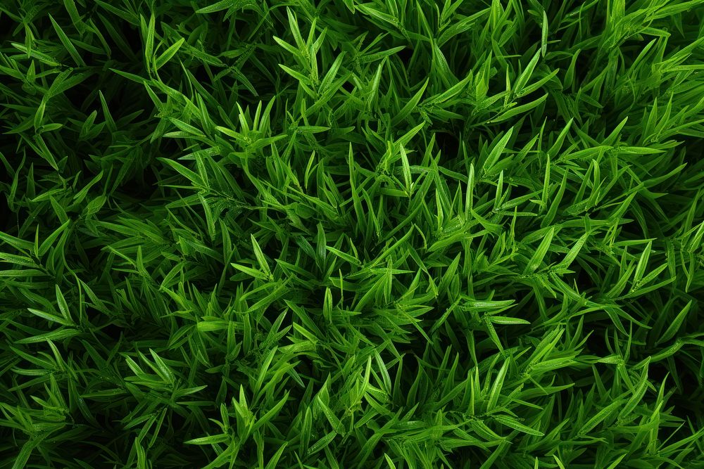 Green grass vegetation plant moss.